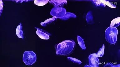 漂浮在深蓝色的海洋中的月亮水母 （奥里莉亚藻）